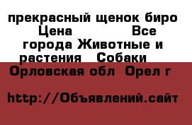 прекрасный щенок биро › Цена ­ 20 000 - Все города Животные и растения » Собаки   . Орловская обл.,Орел г.